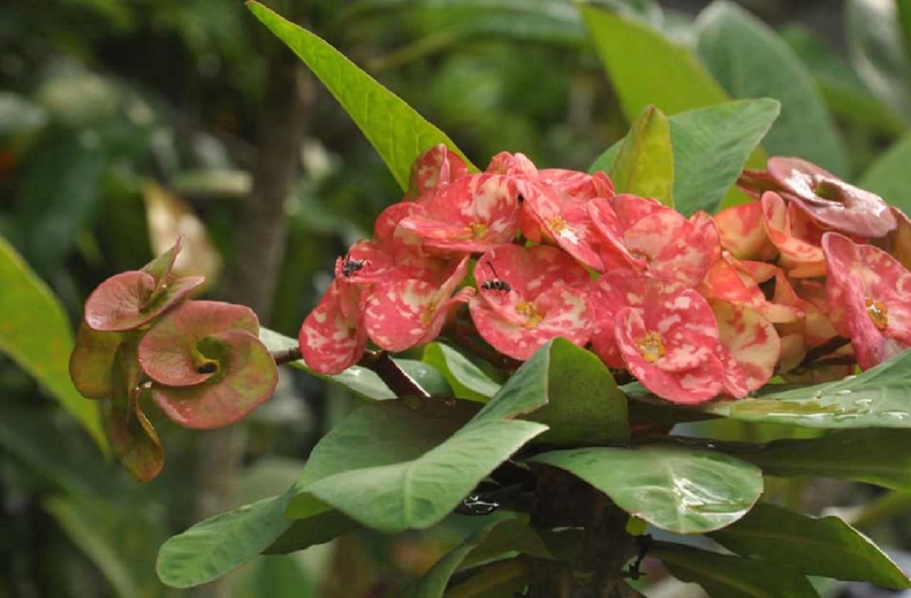 Candra Asri Bungalow ウブド エクステリア 写真